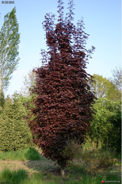 Клен платаноподібний Крімсон Сентрі 