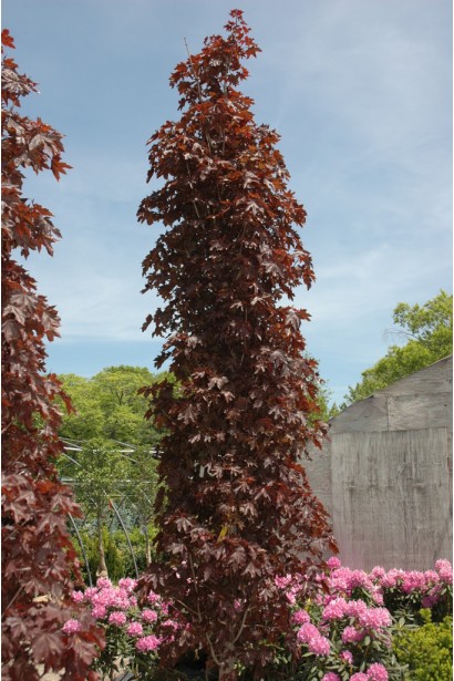 Acer platanoides Crimson Sentry