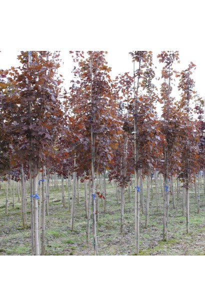 Клен Крімсон Сентрі 