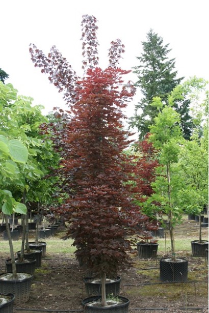 Клен Crimson Sentry