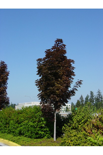 Клен звичайний Крімсон Сентрі 