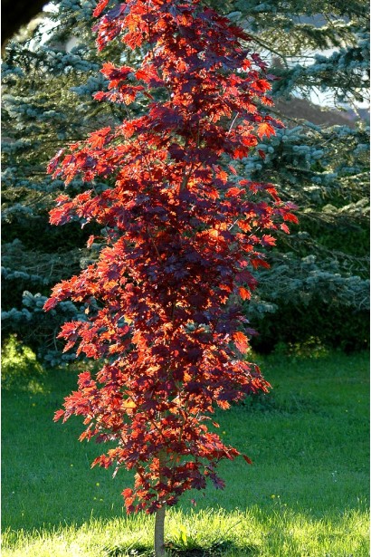 Клен червоний Крімсон Сентрі 