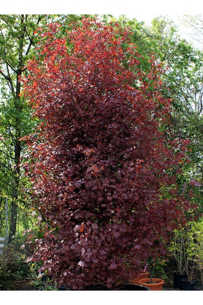 Клен гостролистий Крімсон Сентрі  дерево з вузькою колоновидною кроною