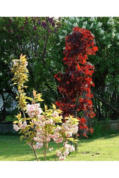 Клен Крімсон Сентрі в саду