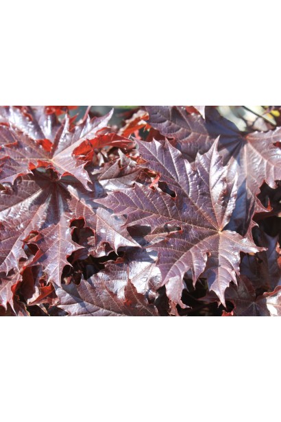 Клен  Крімсон Сентрі блискуче темно-червоне листя