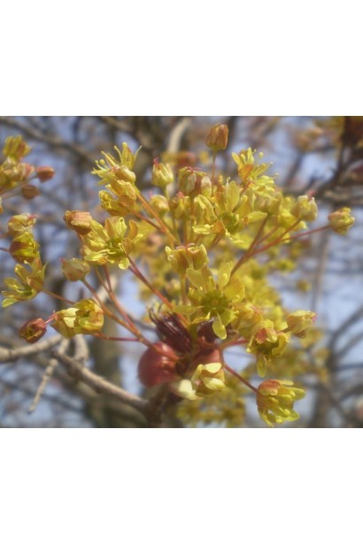 Клен Крімсон Сентрі жовто-зелені квіти в парасольковидних суцвіттях