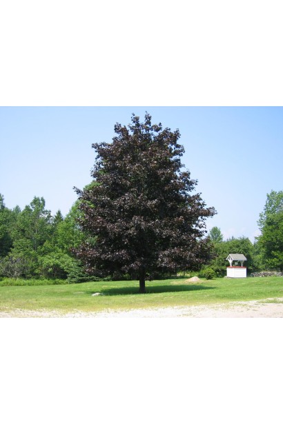 Клен гостролистий Крімсон Кінг