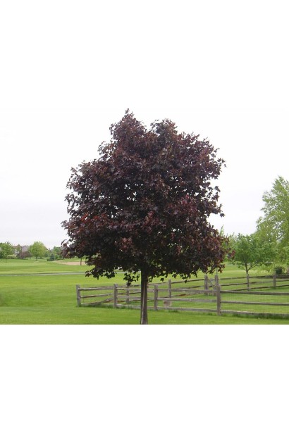 Клен звичайний Крімсон Кінг