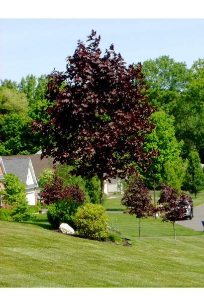 Клен платаноподібний Крімсон Кінг в ландшафті