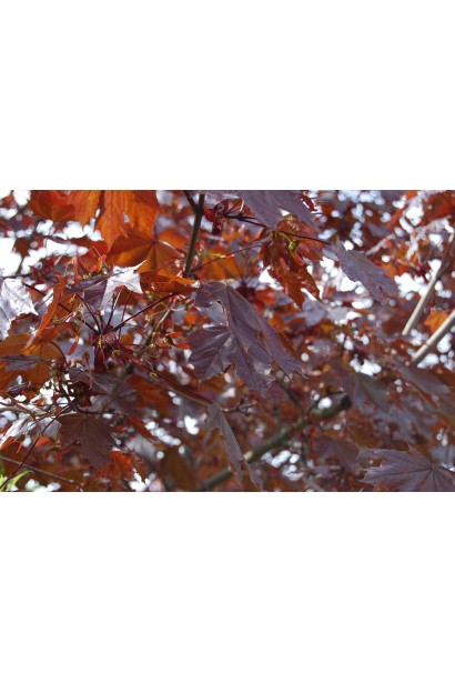 Клен Crimson King