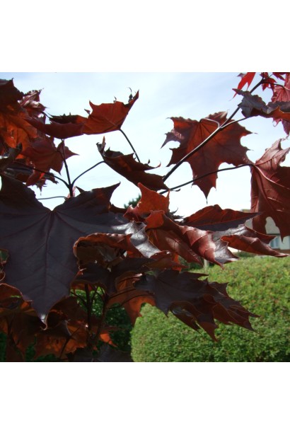 Клен червоний Крімсон Кінг