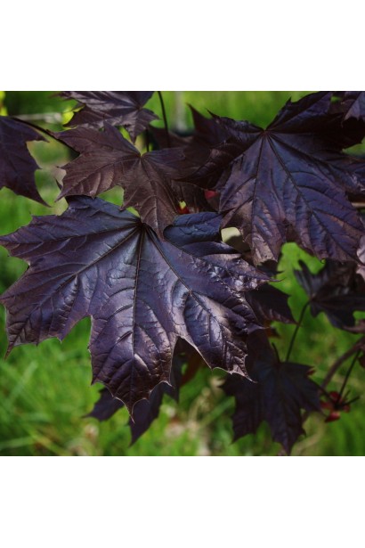 Клен гостролистий Крімсон Кінг темно-фіолетове блискуче листя восени