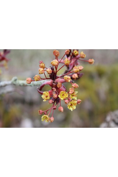 Клен Крімсон Кінг цвітіння жовтими квітами