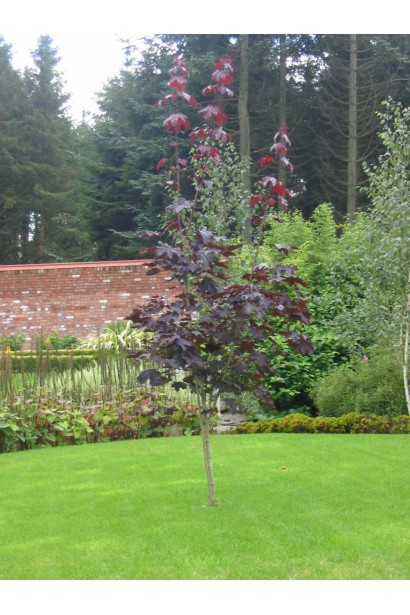 Клен гостролистий Крімсон Кінг червоне листя при розпусканні