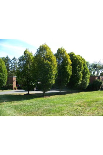 Carpinus betulus Columnaris