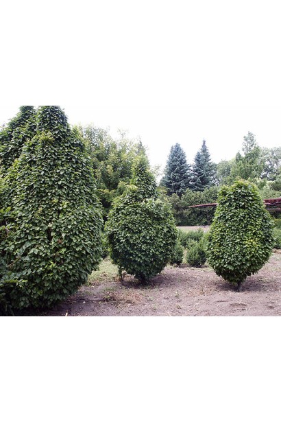 Граб звичайний Колумнаріс стрижений