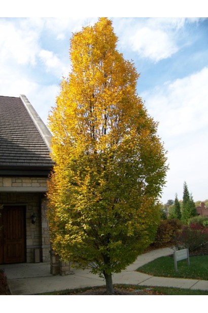 Граб звичайний Колумнаріс в ландшафті