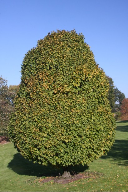 Граб звичайний Колумнаріс