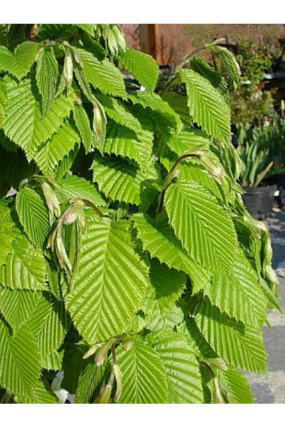 Граб звичайний Колумнаріс зелене зазубрене листя