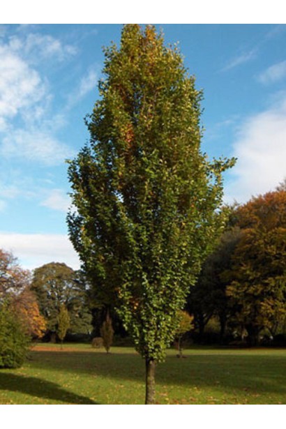 Бук лесной Дэвик высокое колонновидное дерево