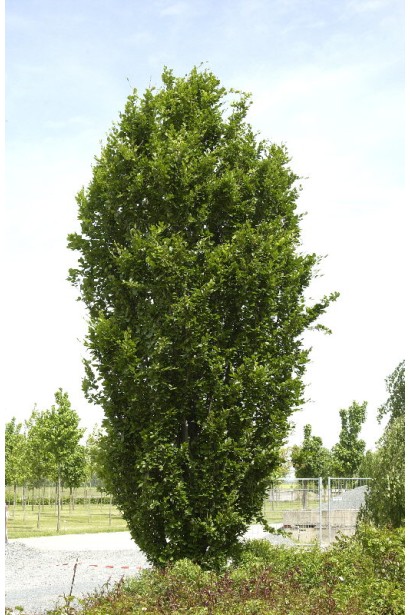 Fagus sylvatica Dawyck