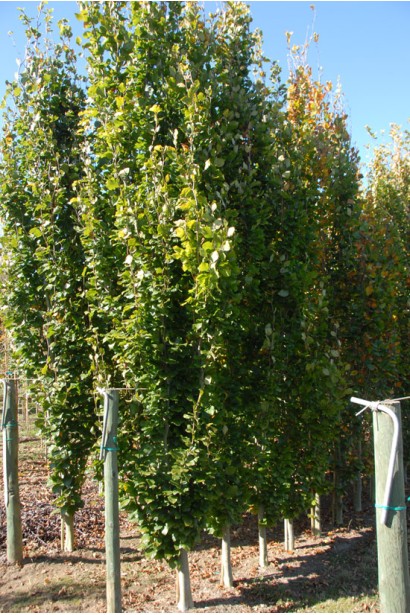 Бук лесной Дэвик