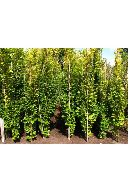 Бук лесной Девик саженцы