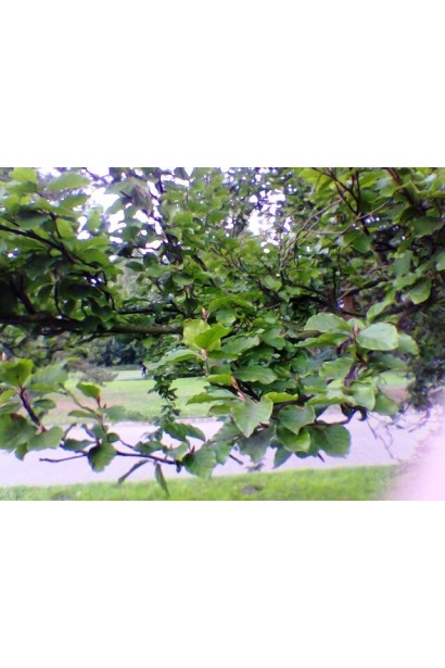 Бук лесной Дэвик темно-зеленые листья