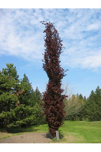 Бук лесной Девик Пурпл дерево с узкой колонновидной кроной