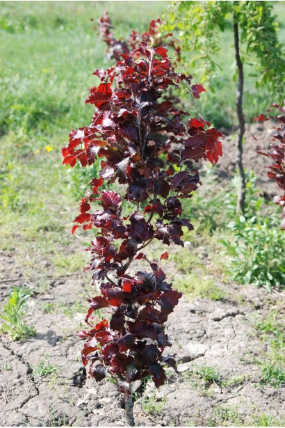 Бук красный Dawyck Purple молодое дерево