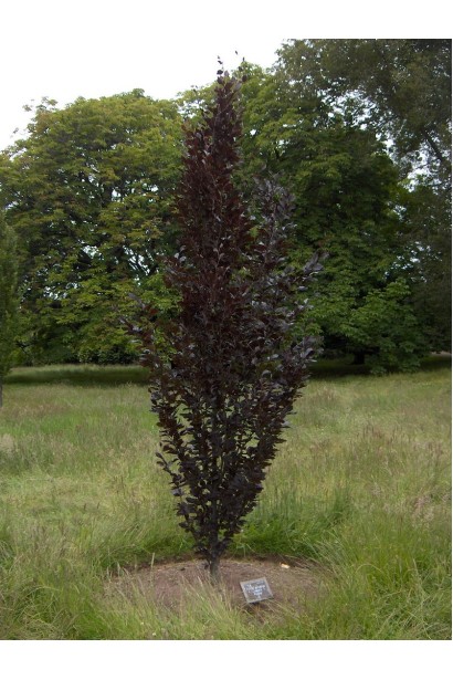 Fagus sylvatica Dawyck Purple