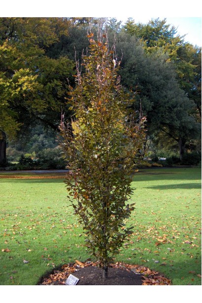 Бук лесной Дэвик Пурпл осенью