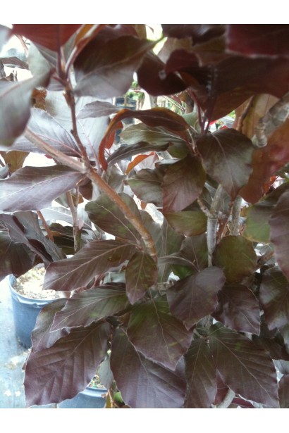 Бук лесной Дэвик Пурпл красные молодые листья