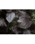 Бук лісовий Девік Пурпл | Бук лесной Дэвик Пурпл | Fagus sylvatica Dawyck Purple