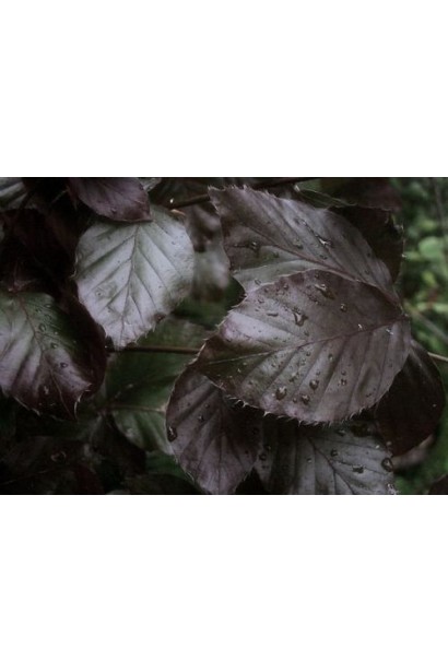 Бук лесной Дэвик Пурпл пурпурно-коричневый цвет листва летом