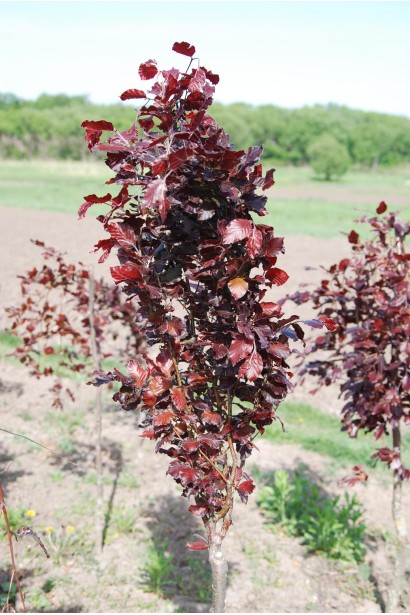 Красный бук