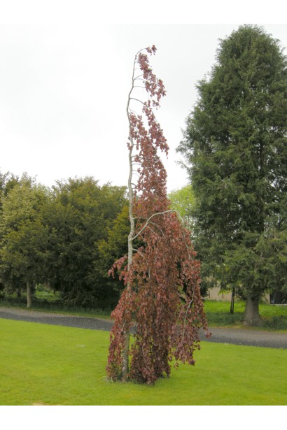  Fagus silvatica Purple Fountain