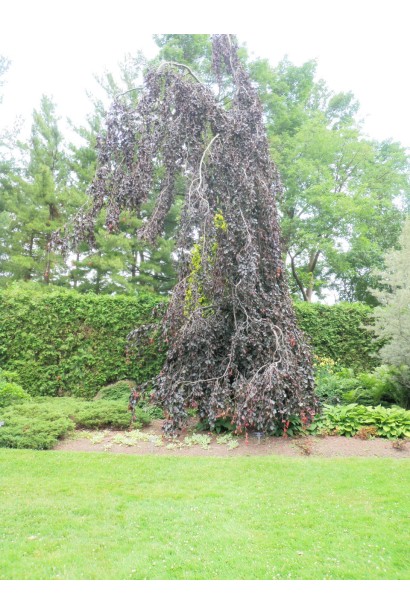 Бук лісовий Пурпл Фонтейн дерево з асиметричною повислою кроною