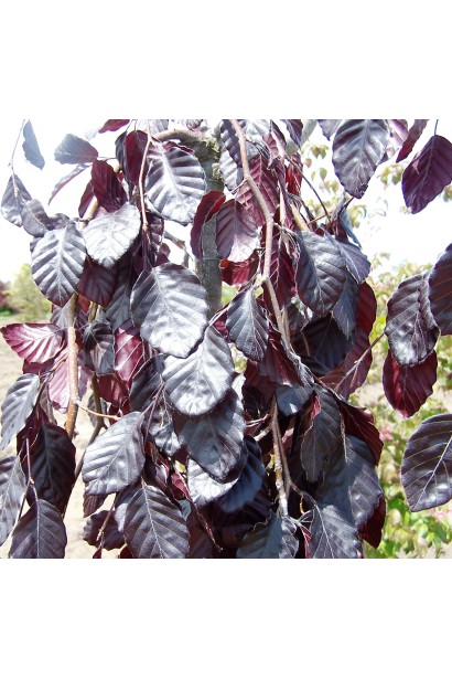 Бук лісовий Пурпл Фонтейн червоне листя