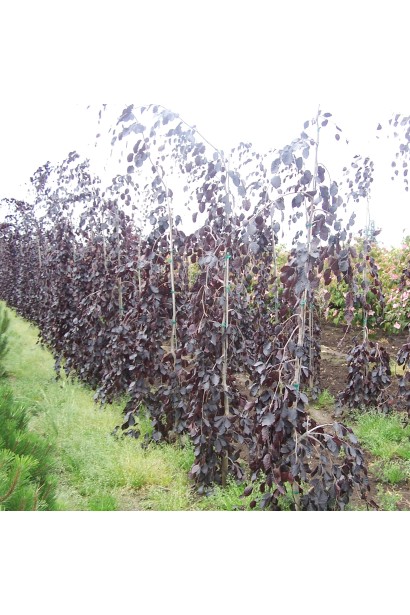 Бук лісовий Пурпл Фонтейн