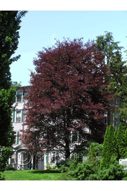 Бук лесной Розео Маргината