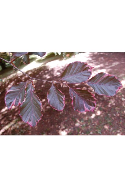 Бук лесной Roseo Marginata