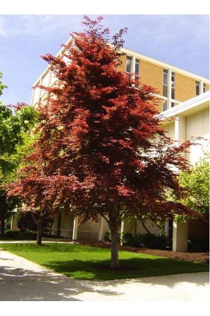 Бук лесной Розео Маргината крупное дерево с широкой кроной