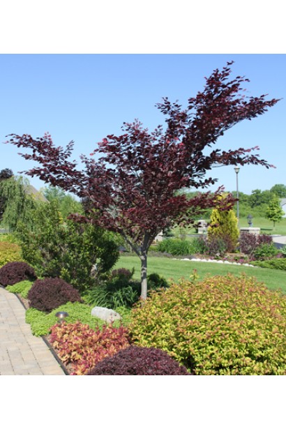 Бук лесной Розео Маргината ландшафтный дизайн в парковой зоне