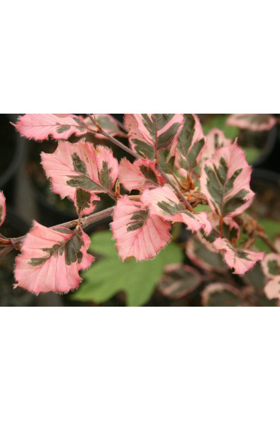 Бук Розео Маргината зеленые листья с широкими розовыми краями