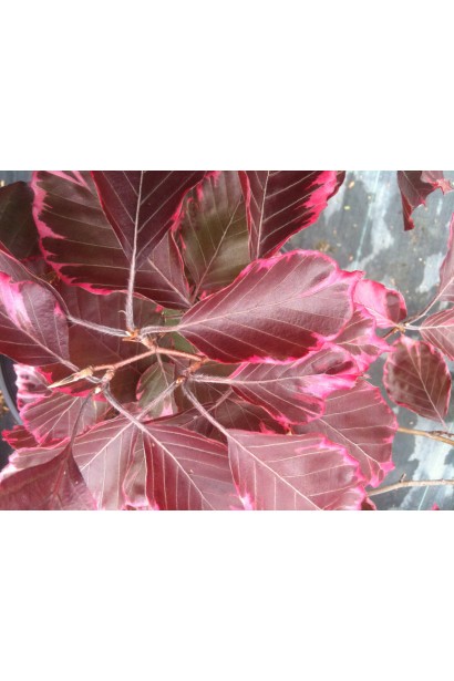 Багровые листья бука Розео Маргината с розовыми краями весной