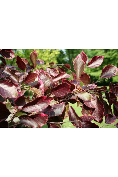 Декоративные листья Розео Маргината