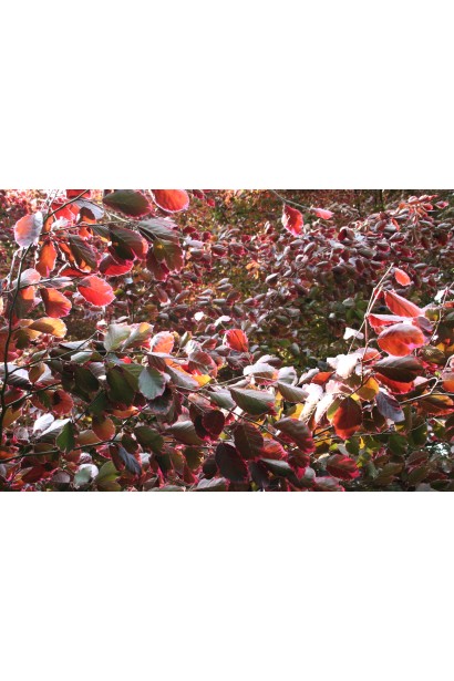 Fagus silvatica Roseo Marginata