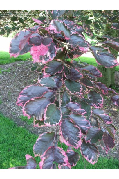 Бук лесной Розео Маргината листья летом