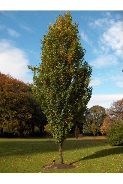 Бук лісовий Девік Голд
